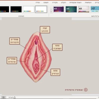 איור ‘איבר המין הנשי’ עם כותרות הסבר לנערות בקובץ דיגיטלי