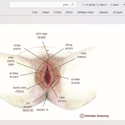 איור 'איבר המין הנשי' עם כותרות הסבר בעברית בקובץ דיגיטלי